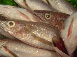 lluc-pescadilla-pijota - Pescados Carmen – Pescado Fresco y Marisco - Palma de Mallorca