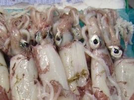 calamar-bou-calamar-arrastre - Pescados Carmen – Pescado Fresco y Marisco - Palma de Mallorca